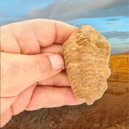 Get your Calymene Trilobite Fossil Morocco – Jebel Tiskouine Region online now or in store at Forever Gems in Franschhoek, South Africa