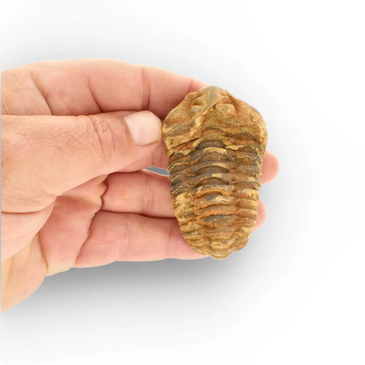 Get your Calymene Trilobite Fossil – Timeless Relic of Ancient Oceans online now or in store at Forever Gems in Franschhoek, South Africa