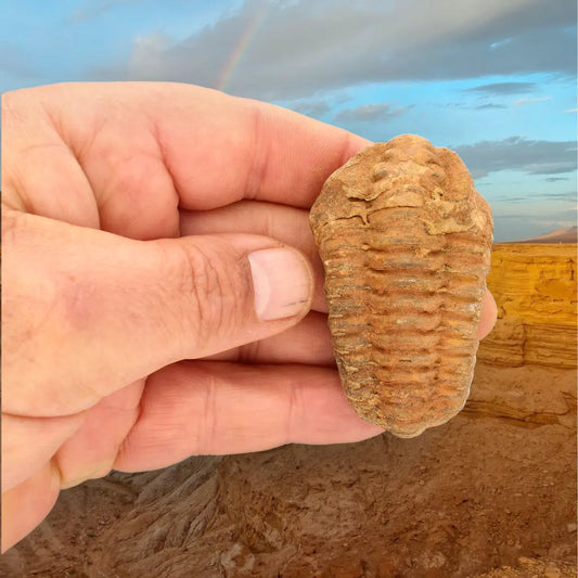 Get your Calymene Trilobite Fossil Morocco β Anti-Atlas Region Fossil online now or in store at Forever Gems in Franschhoek, South Africa
