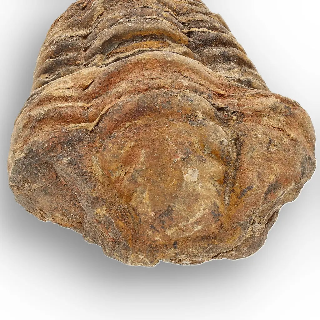 Get your Calymene Trilobite Fossil – Authentic Silurian from Morocco online now or in store at Forever Gems in Franschhoek, South Africa