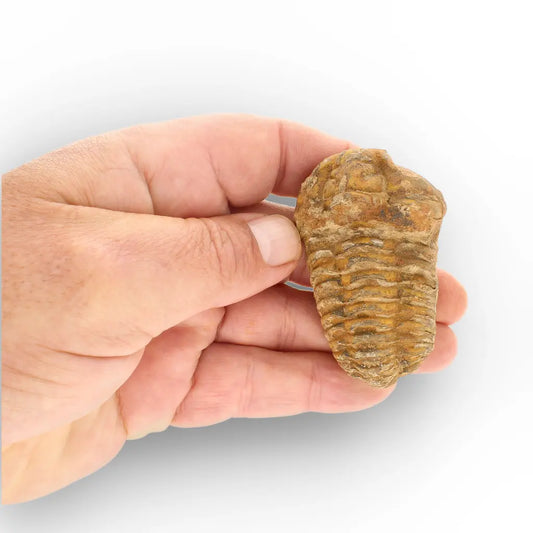 Get your Calymene Trilobite Fossil – Prehistoric Marine Icon from Morocco online now or in store at Forever Gems in Franschhoek, South Africa