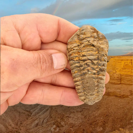 Get your Calymene Trilobite Fossil Morocco – Upper Ordovician 73mm online now or in store at Forever Gems in Franschhoek, South Africa