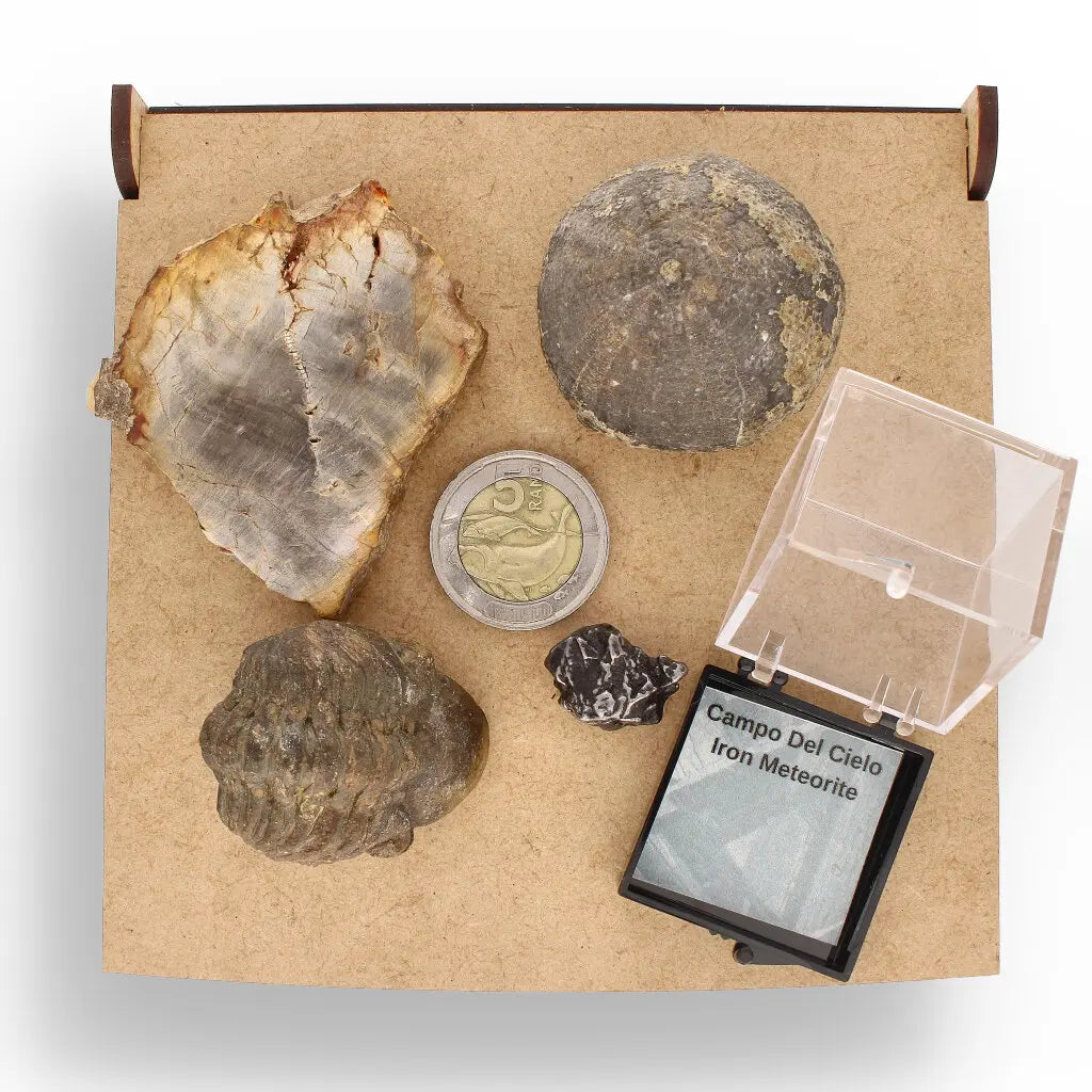 Get your Space & Earth Fossil Gift Box – Meteorite, Trilobite & Sea Urchin online now or in store at Forever Gems in Franschhoek, South Africa
