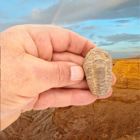 Get your Small Jebel Tiskouine Calymene Trilobite Fossil online now or in store at Forever Gems in Franschhoek, South Africa
