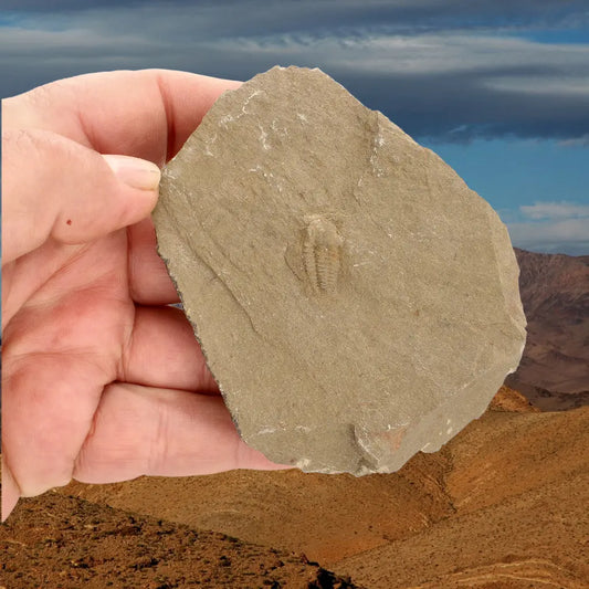 Get your Flexicalymene ouzregui Trilobite Fossil Specimen Morocco online now or in store at Forever Gems in Franschhoek, South Africa