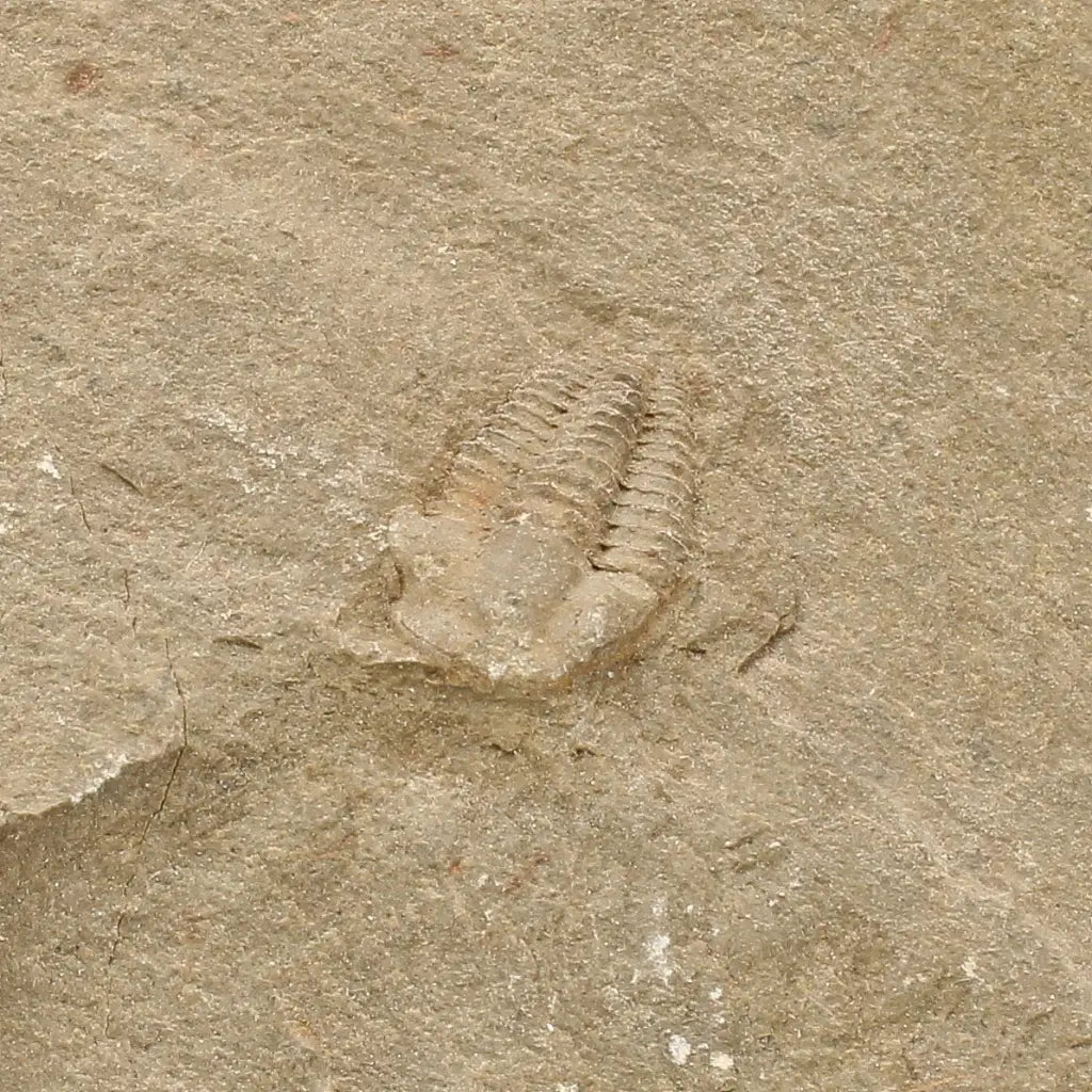Get your Flexicalymene ouzregui Trilobite Fossil Specimen Morocco online now or in store at Forever Gems in Franschhoek, South Africa