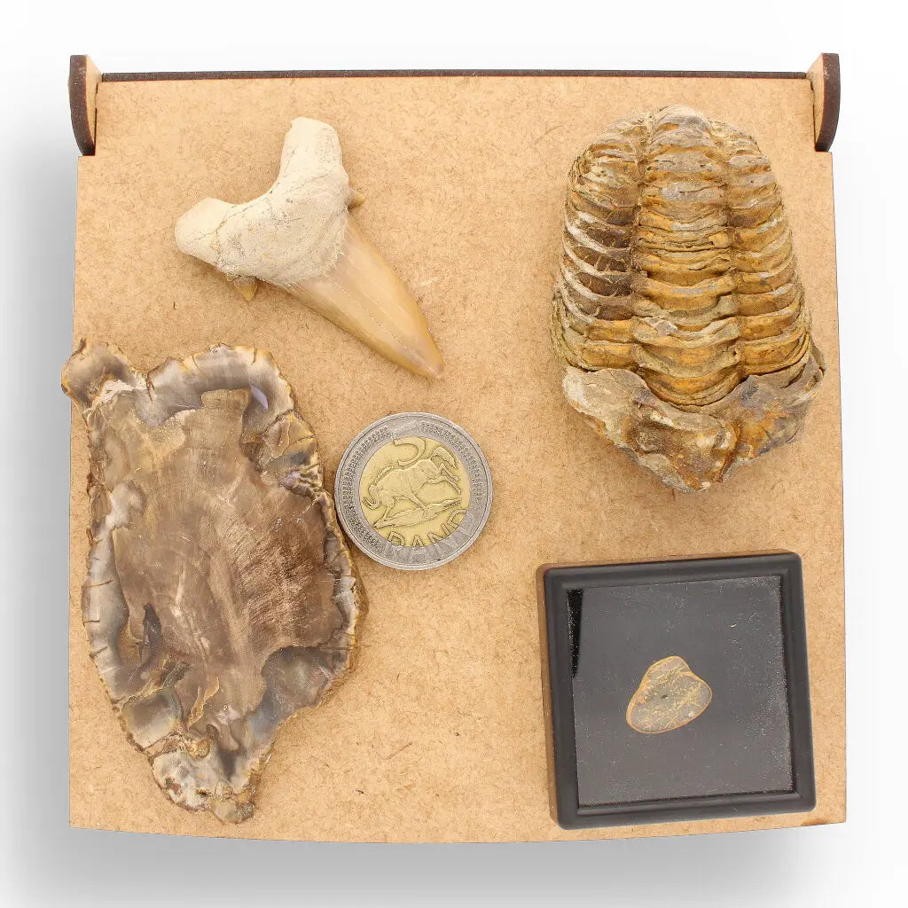 Get your Ancient Treasures Collection - Fossil Gift Box online now or in store at Forever Gems in Franschhoek, South Africa