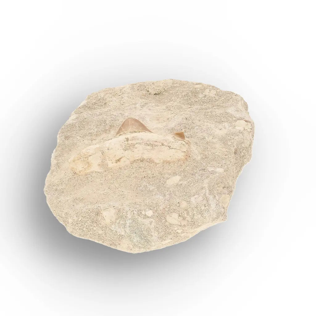 Get your Authentic Otodus Obliquus Shark Tooth on Display Matrix online now or in store at Forever Gems in Franschhoek, South Africa