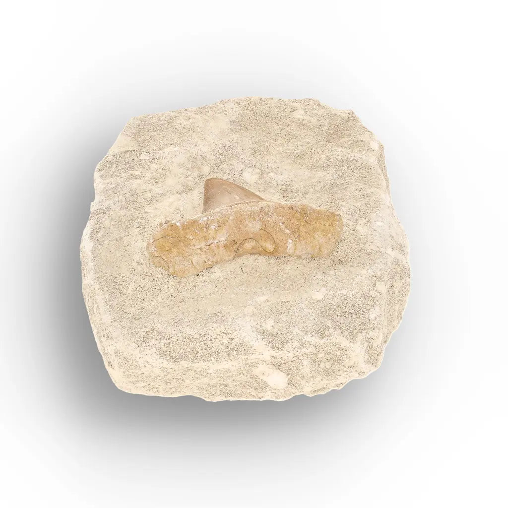Get your Authentic Otodus Obliquus Shark Tooth Matrix Fossil, Morocco online now or in store at Forever Gems in Franschhoek, South Africa