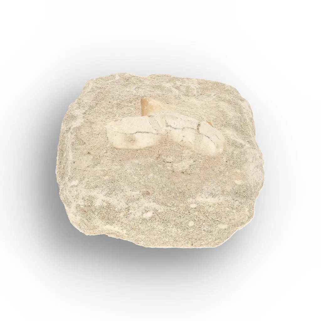 Get your Authentic Otodus Obliquus Shark Tooth Fossil Display Matrix online now or in store at Forever Gems in Franschhoek, South Africa