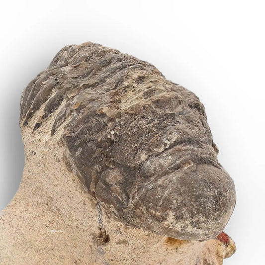 Get your Authentic Morocops Trilobite Fossil – Devonian Morocco Find online now or in store at Forever Gems in Franschhoek, South Africa