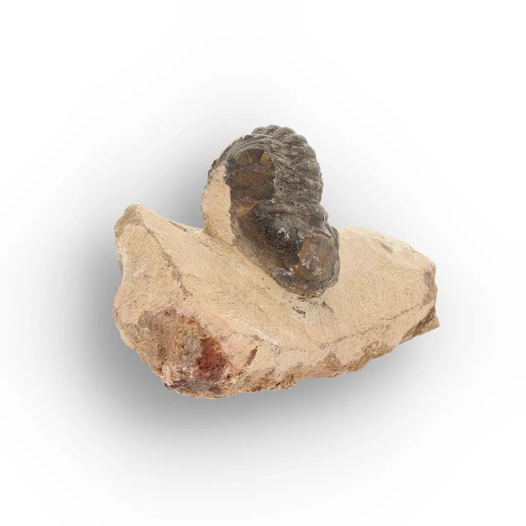 Get your Small Morocops Trilobite Fossil – Authentic Devonian Fossil from Morocco online now or in store at Forever Gems in Franschhoek, South Africa