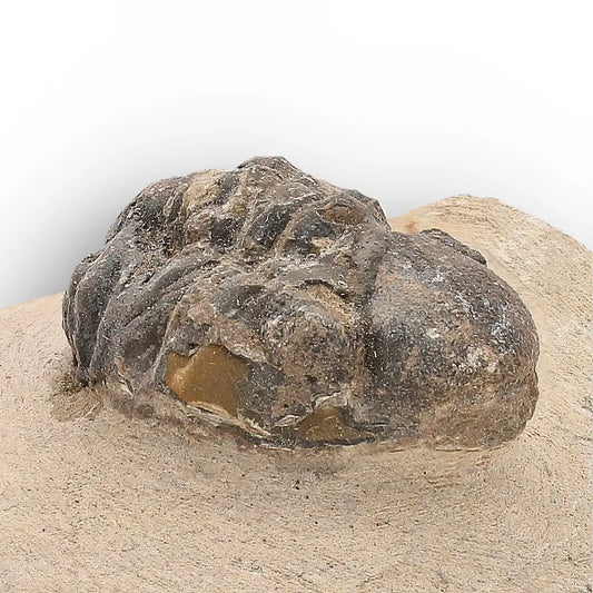 Get your Authentic Morocops Trilobite Fossil – Middle Devonian Find online now or in store at Forever Gems in Franschhoek, South Africa