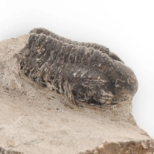 Get your Authentic Morocops Trilobite Fossil – 400 Million Year Old Devonian Specimen online now or in store at Forever Gems in Franschhoek, South Africa