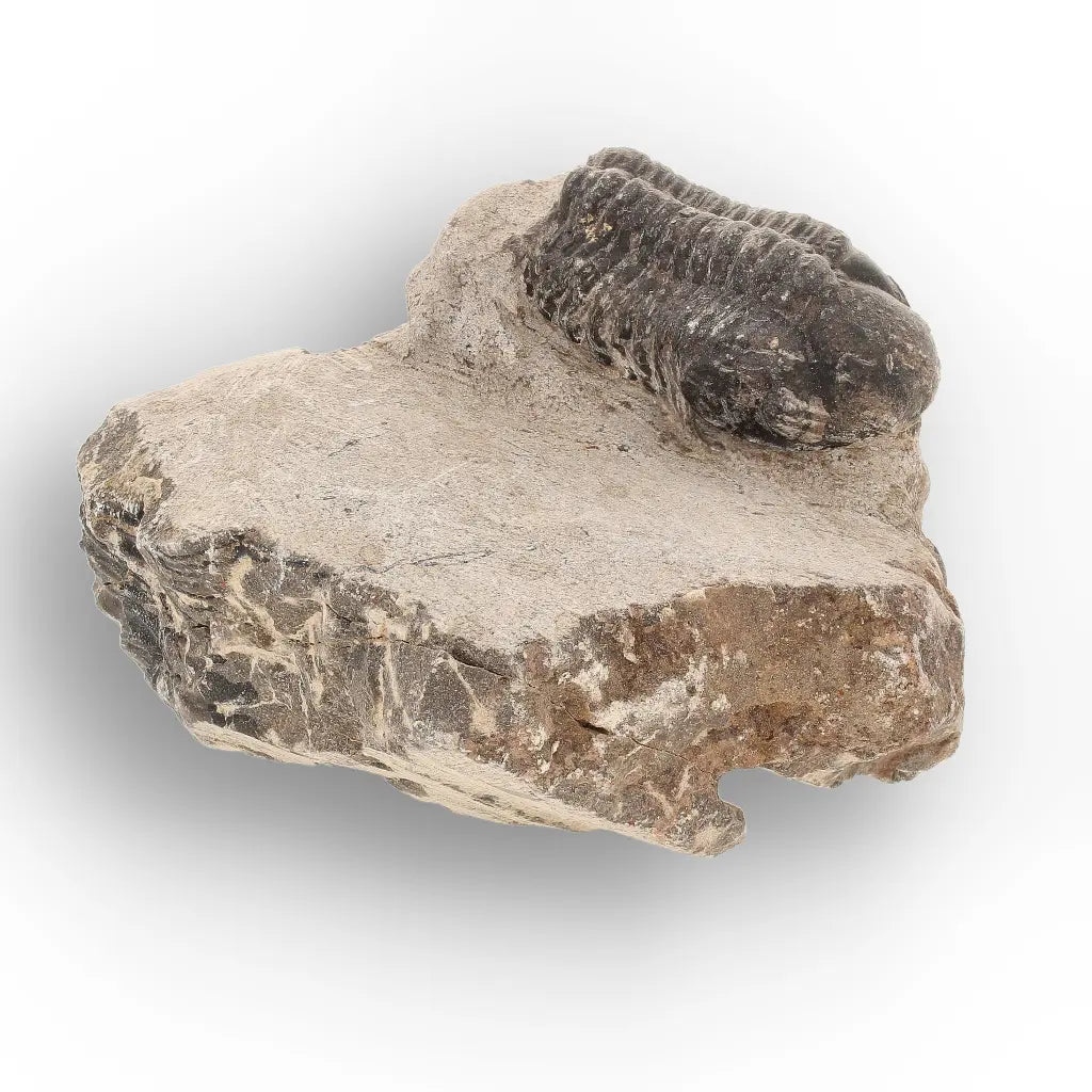 Get your Authentic Morocops Trilobite Fossil – 400 Million Year Old Devonian Specimen online now or in store at Forever Gems in Franschhoek, South Africa