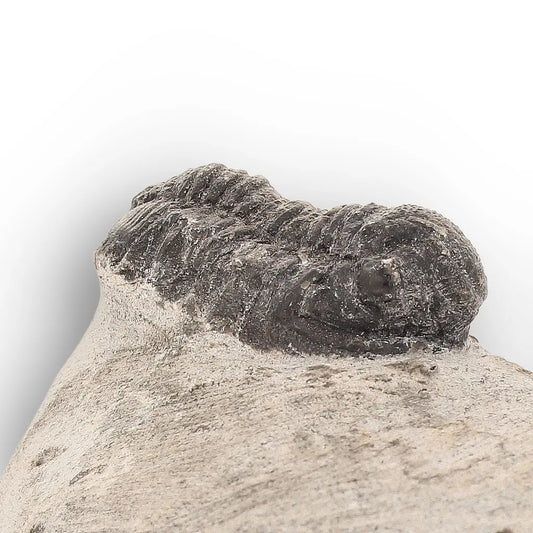 Get your Small Moroccan Morocops Trilobite Fossil – Genuine Devonian Marine Fossil online now or in store at Forever Gems in Franschhoek, South Africa