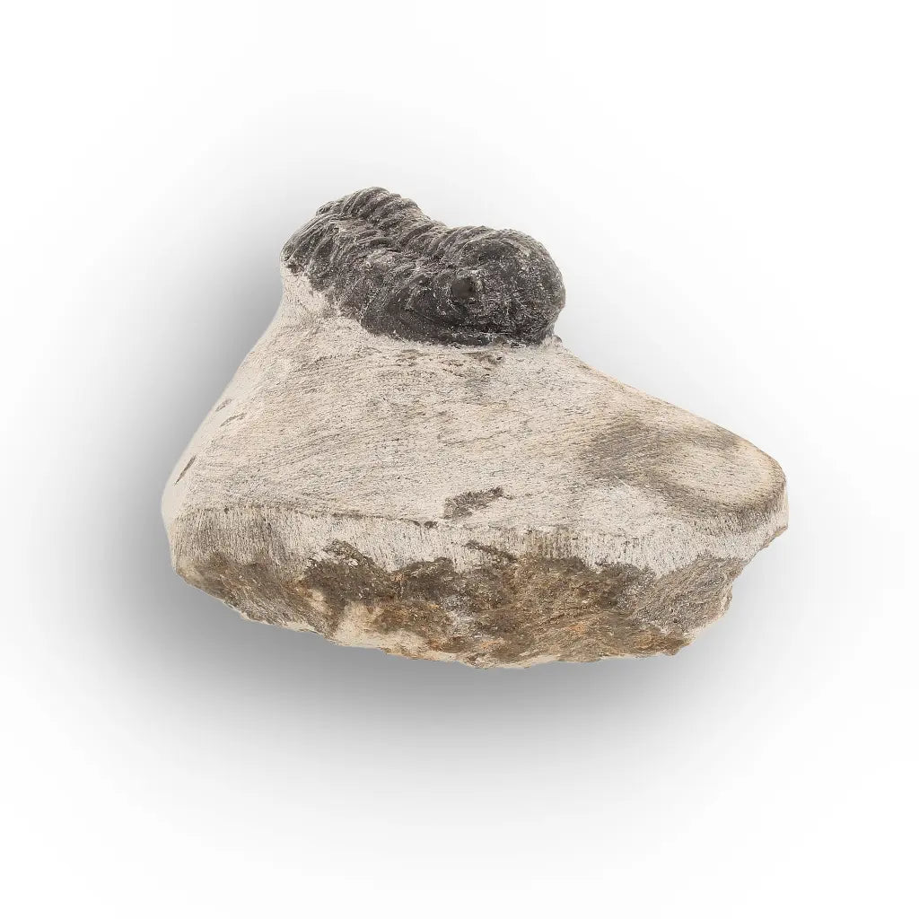 Get your Small Moroccan Morocops Trilobite Fossil – Genuine Devonian Marine Fossil online now or in store at Forever Gems in Franschhoek, South Africa