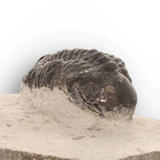 Get your Morocops Trilobite Fossil Specimen – Rare Devonian Fossil Morocco online now or in store at Forever Gems in Franschhoek, South Africa