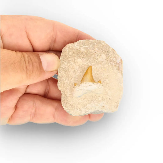 Get your Small Otodus Obliquus Shark Tooth on Matrix – Authentic Moroccan Fossil online now or in store at Forever Gems in Franschhoek, South Africa