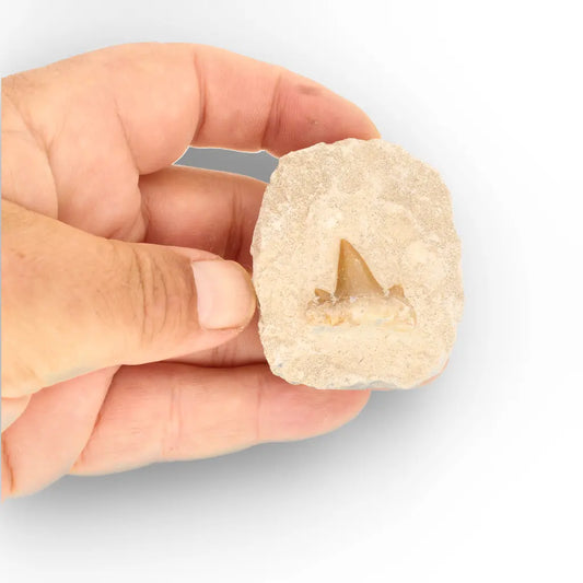 Get your Authentic Small Otodus Obliquus Shark Tooth Fossil on Matrix – Morocco online now or in store at Forever Gems in Franschhoek, South Africa