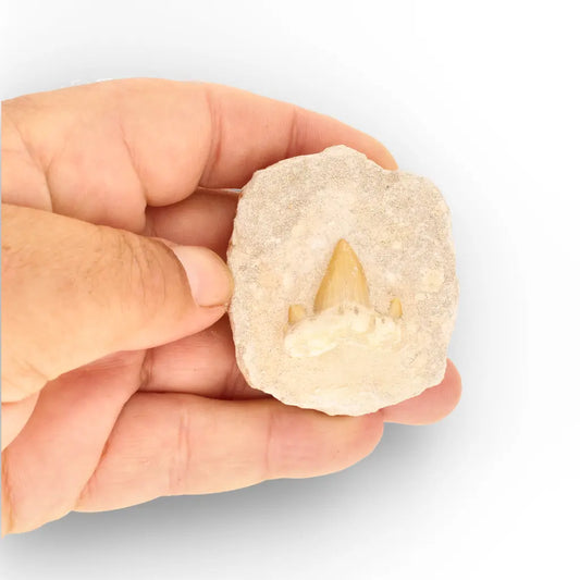 Get your Small Otodus Obliquus Shark Tooth Fossil Display – Oulad Abdoun Basin online now or in store at Forever Gems in Franschhoek, South Africa