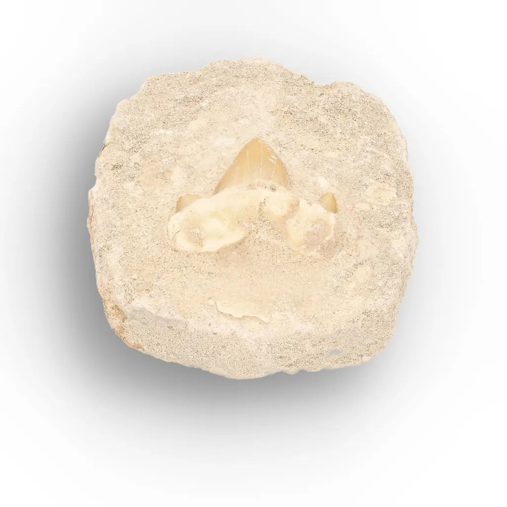 Get your Otodus Obliquus Fossil Tooth on Matrix online now or in store at Forever Gems in Franschhoek, South Africa