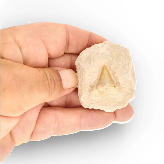 Get your Prehistoric Otodus Obliquus Shark Tooth on Matrix – Genuine Fossil online now or in store at Forever Gems in Franschhoek, South Africa