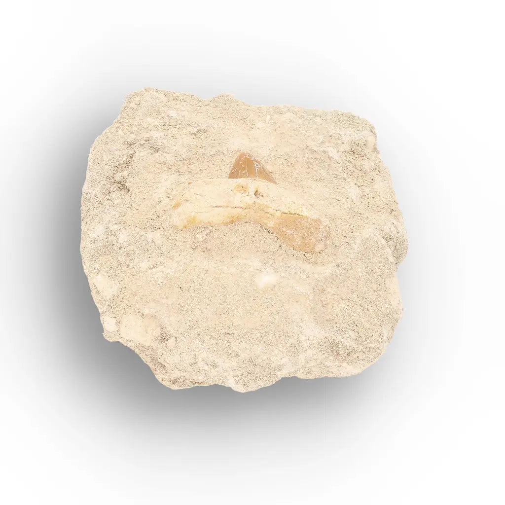 Get your Collector’s Small Otodus Obliquus Shark Tooth on Matrix – Moroccan Fossil online now or in store at Forever Gems in Franschhoek, South Africa