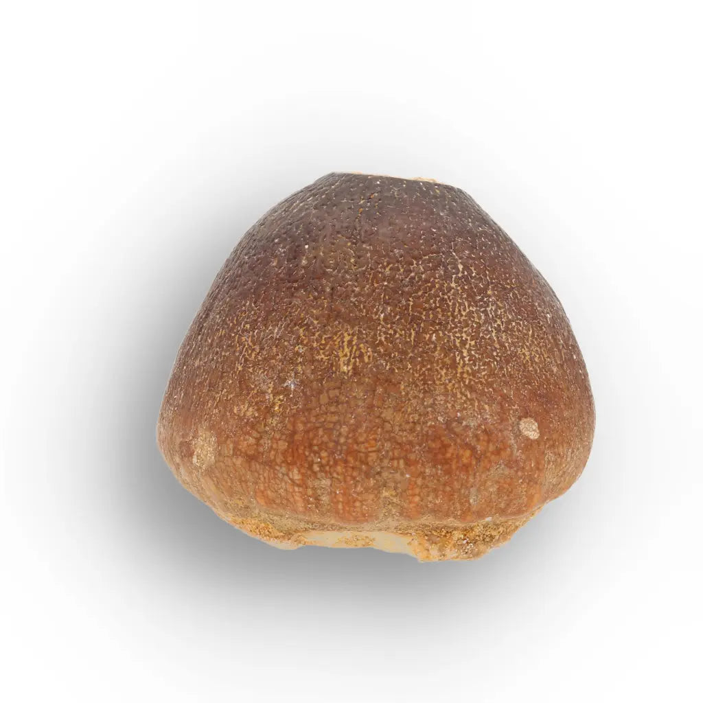 Get your Authentic Globidens Tooth - Prehistoric Shell Crusher online now or in store at Forever Gems in Franschhoek, South Africa