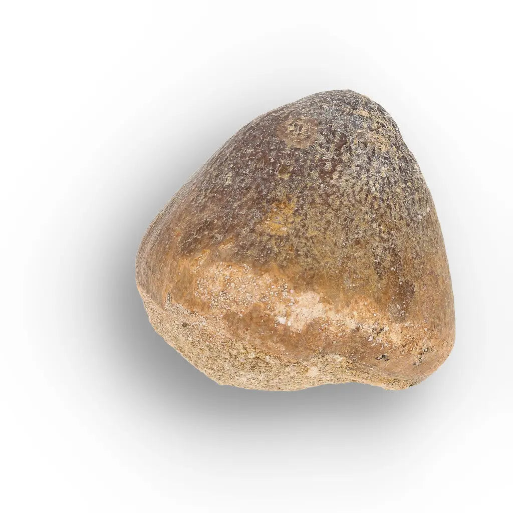 Get your Globidens Mosasaur Fossil Tooth - End-of-Era Predator online now or in store at Forever Gems in Franschhoek, South Africa