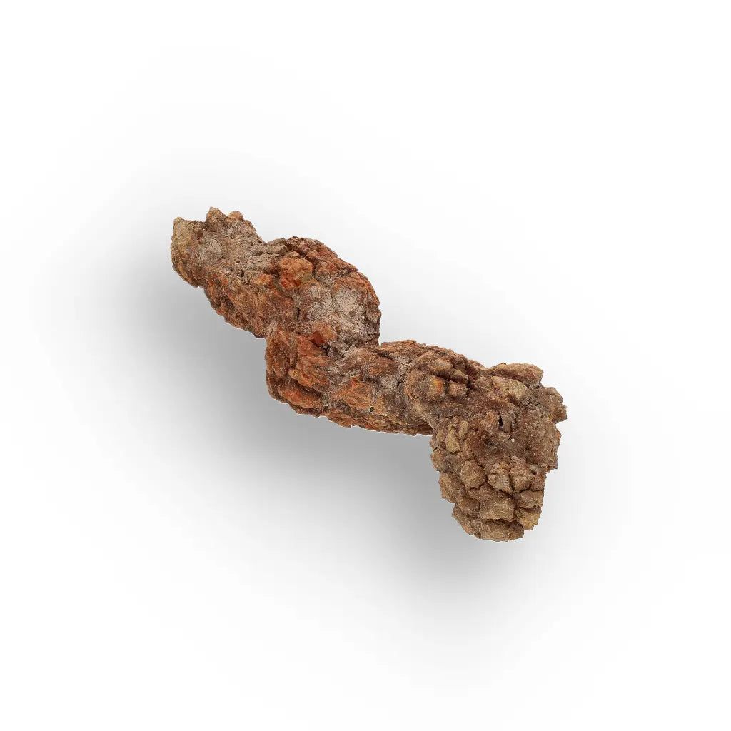 Get your Real Fossilised Dinosaur Age Coprolite from Madagascar online now or in store at Forever Gems in Franschhoek, South Africa