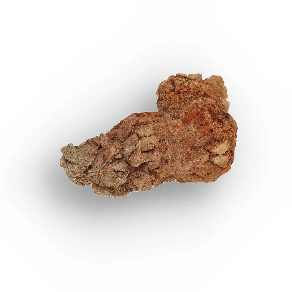 Get your Mahajanga Madagascar Coprolite – Authentic Dinosaur Era Fossil online now or in store at Forever Gems in Franschhoek, South Africa