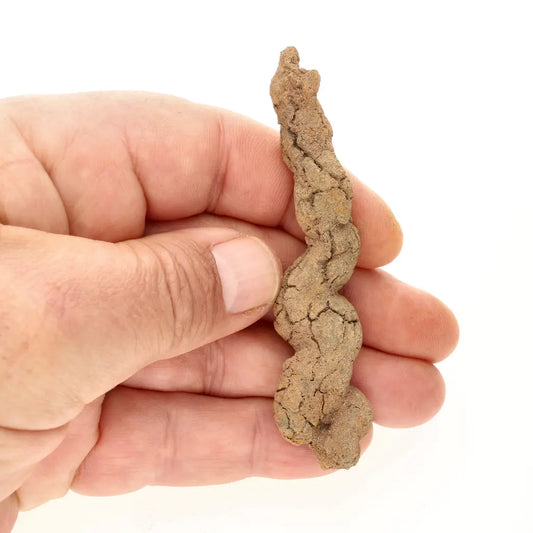 Get your Mahajanga Madagascar Coprolite – Authentic Dinosaur Era Fossil online now or in store at Forever Gems in Franschhoek, South Africa