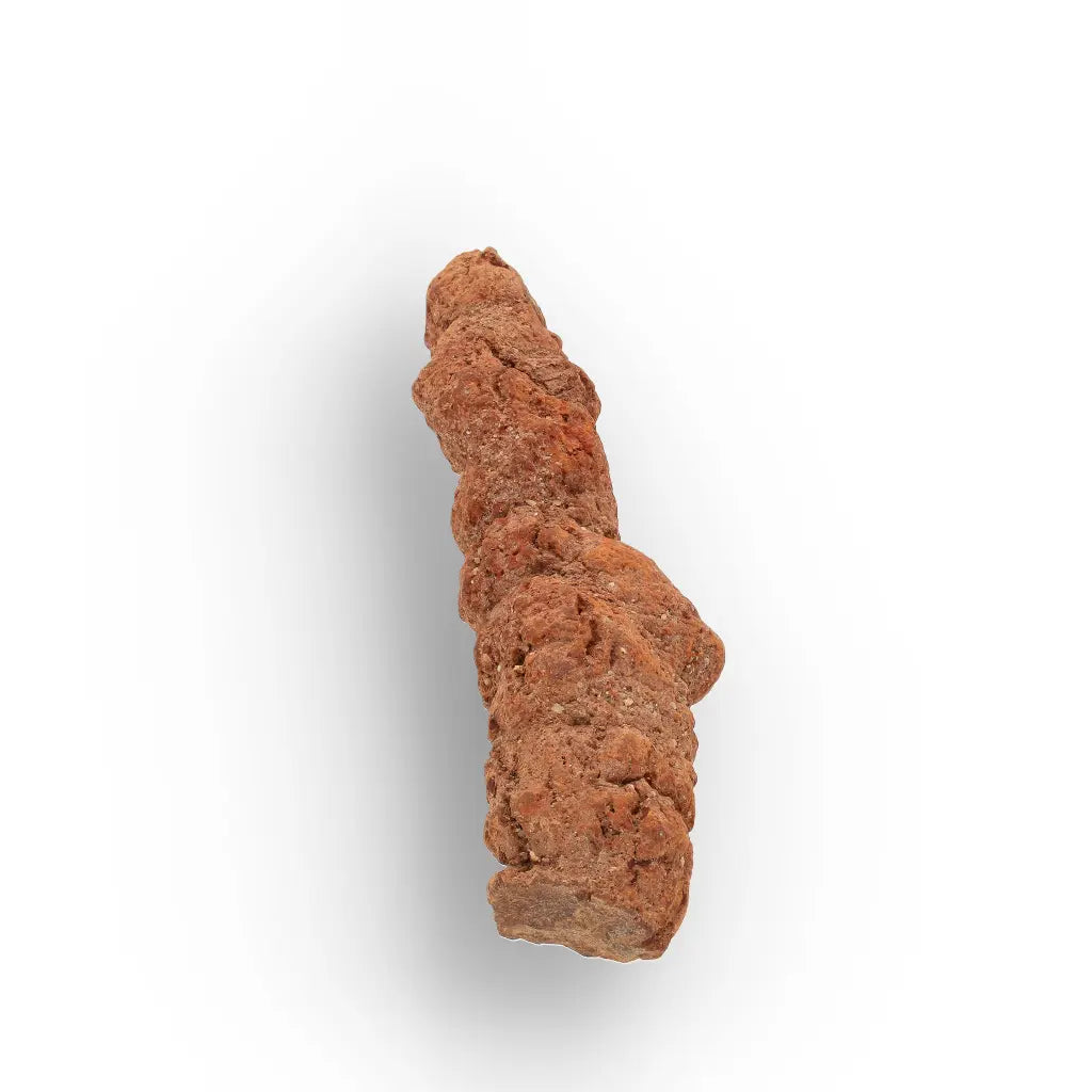 Get your Authentic Madagascan Coprolite Fossil with Segmented Form online now or in store at Forever Gems in Franschhoek, South Africa