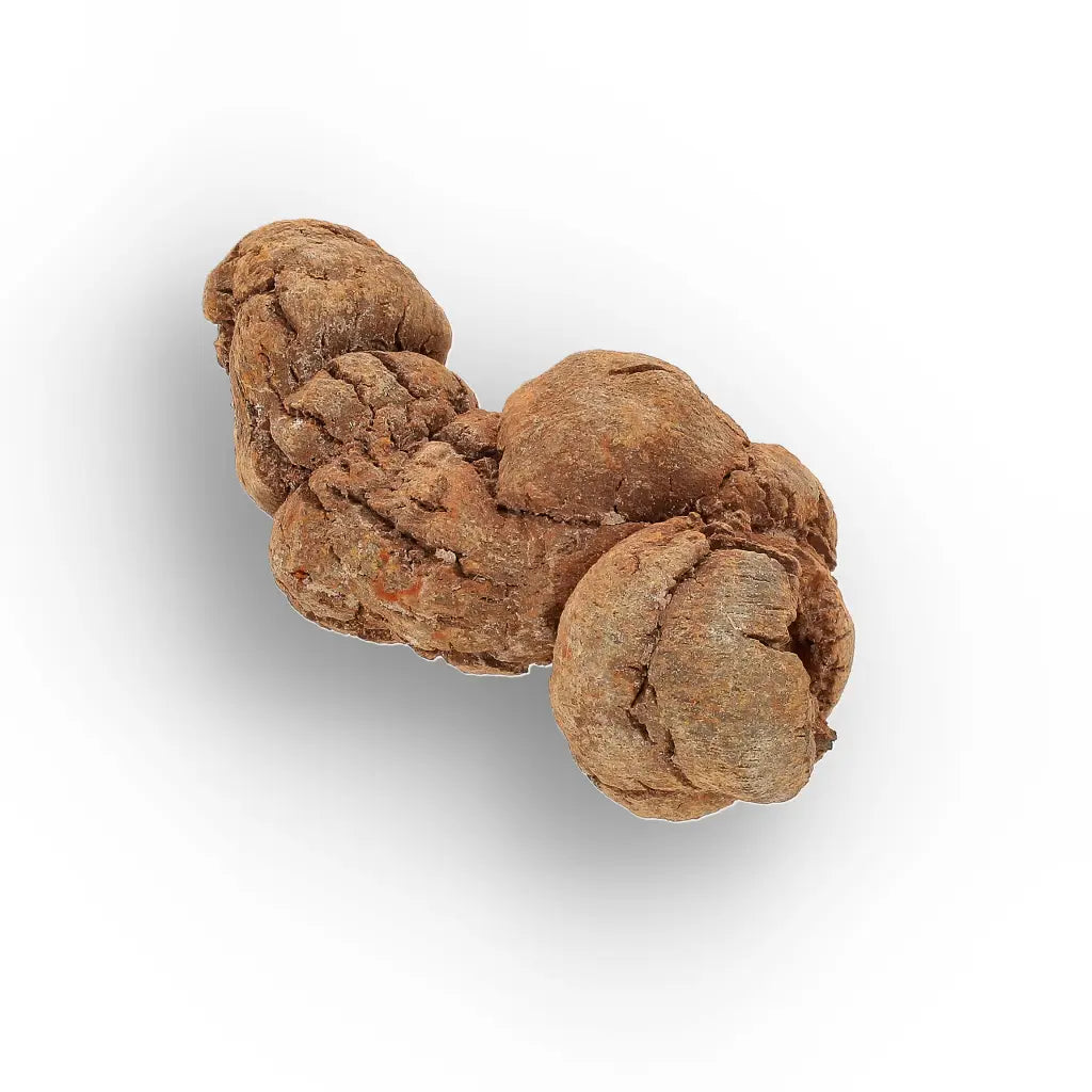 Get your Dinosaur Age Coprolite from Madagascar – Authentic Fossil Specimen online now or in store at Forever Gems in Franschhoek, South Africa