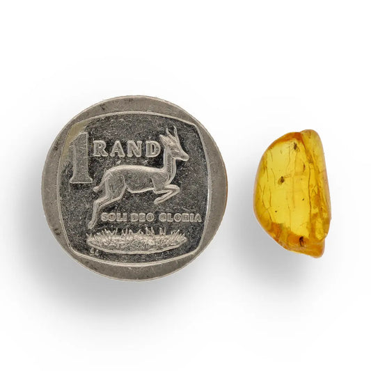 Get your Collector Baltic Amber Fossil with Ancient Insect Inclusion online now or in store at Forever Gems in Franschhoek, South Africa