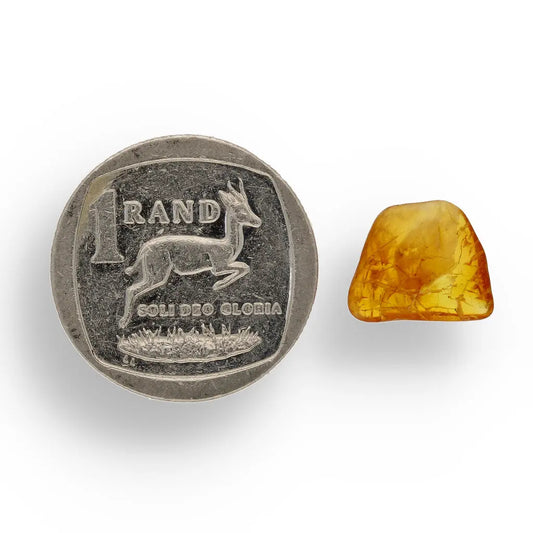Get your Genuine Baltic Region Amber Fossil with Insect Inclusion online now or in store at Forever Gems in Franschhoek, South Africa