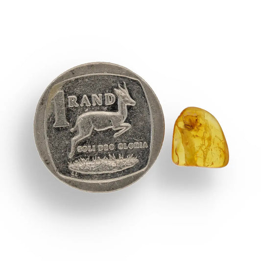 Get your Authentic Baltic Amber Fossil Insect Inclusion for Collectors online now or in store at Forever Gems in Franschhoek, South Africa