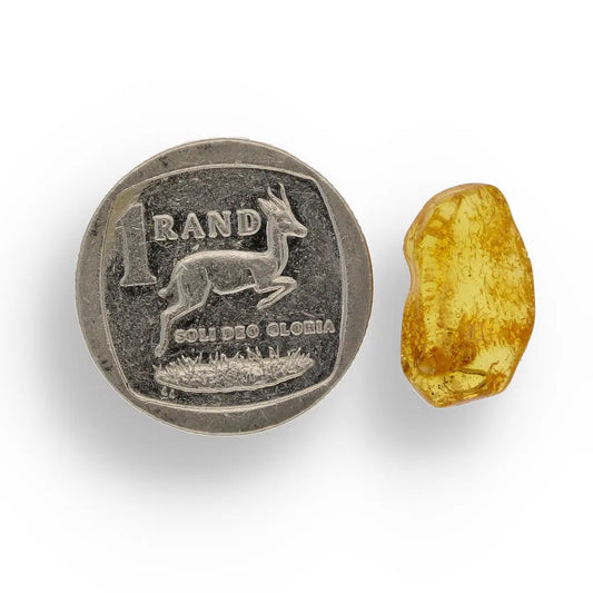 Get your European Baltic Amber Fossil with Naturally Preserved Insect online now or in store at Forever Gems in Franschhoek, South Africa
