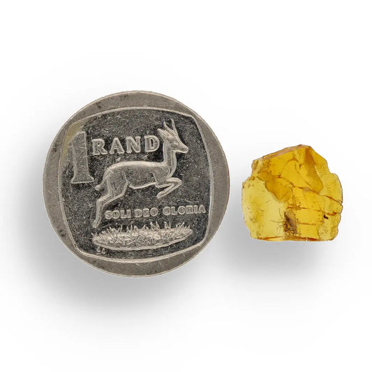 Get your Museum Quality Baltic Amber Fossil Insect Inclusion Europe online now or in store at Forever Gems in Franschhoek, South Africa