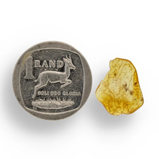 Get your Authentic Baltic Amber Insect Fossil from the European Region online now or in store at Forever Gems in Franschhoek, South Africa