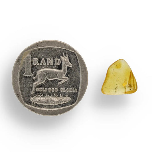 Get your Natural Baltic Amber Fossil Preserving Ancient Insect Life online now or in store at Forever Gems in Franschhoek, South Africa