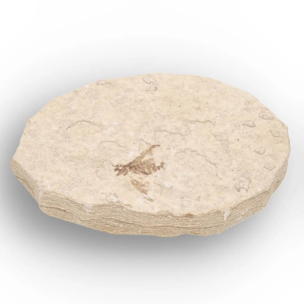 Get your Eocene Marsh Fly Fossil from Green River Formation online now or in store at Forever Gems in Franschhoek, South Africa