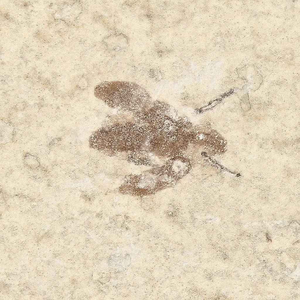 Get your Small Eocene Marsh Fly Fossil – Green River Formation online now or in store at Forever Gems in Franschhoek, South Africa