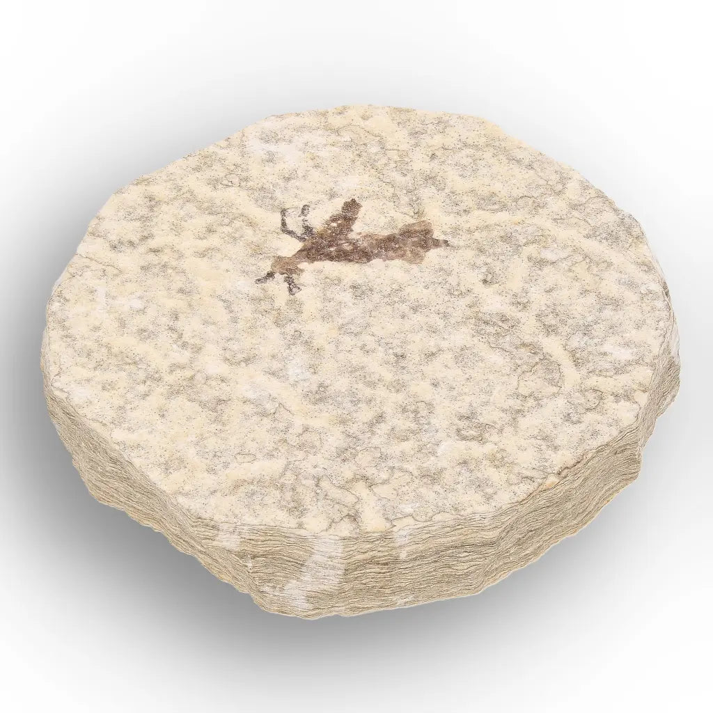 Get your Small Eocene Marsh Fly Fossil – Green River Formation online now or in store at Forever Gems in Franschhoek, South Africa