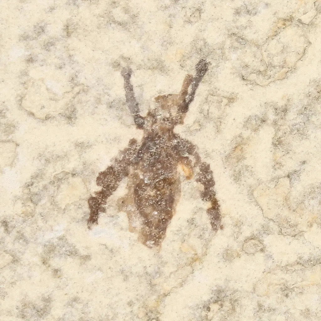 Get your Marsh Fly Fossil (Plecia pealei) in Green River Limestone online now or in store at Forever Gems in Franschhoek, South Africa
