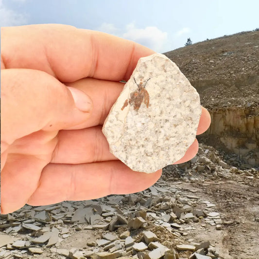 Get your Eocene Marsh Fly Fossil in Green River Limestone online now or in store at Forever Gems in Franschhoek, South Africa