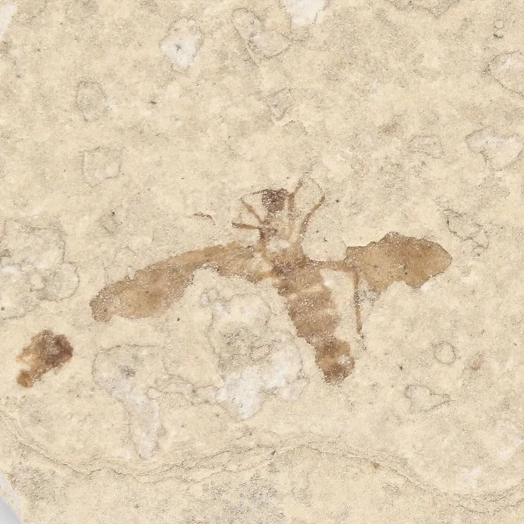 Get your Eocene Marsh Fly Fossil in Green River Limestone online now or in store at Forever Gems in Franschhoek, South Africa