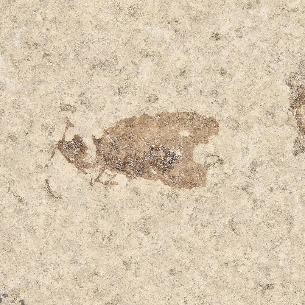 Get your Rare Eocene Marsh Fly Fossil from Wyoming online now or in store at Forever Gems in Franschhoek, South Africa