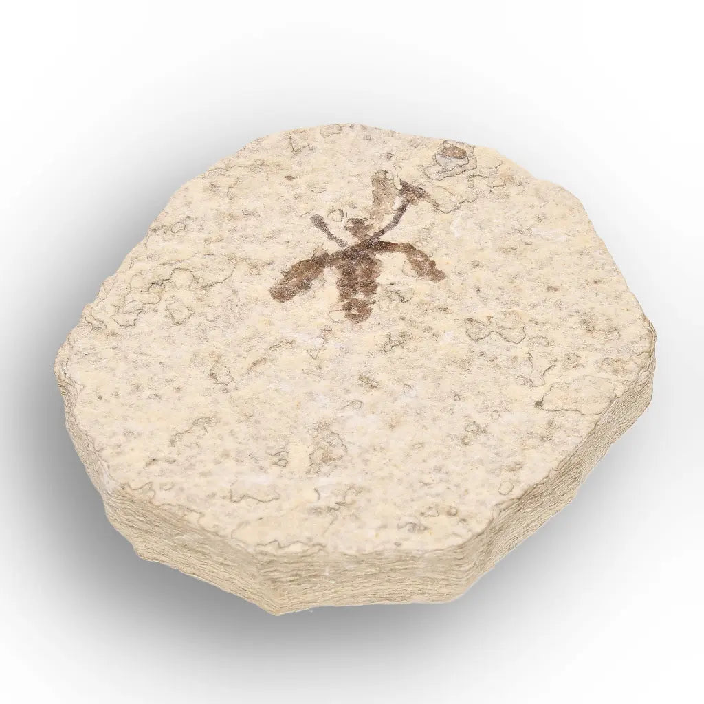 Get your Eocene Marsh Fly Fossil from Green River Formation online now or in store at Forever Gems in Franschhoek, South Africa
